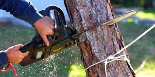 Best Storm Damage Tree Cleanup  in USA